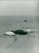 Animals: Seals - Vintage Photograph