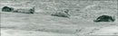 Animals: Seals - Vintage Photograph