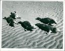 Animals: Seals - Vintage Photograph