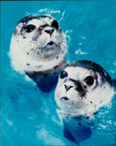 Animals: Seals - Vintage Photograph