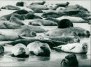 Animals: Seals - Vintage Photograph