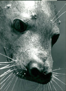 Animals: Seals - Vintage Photograph