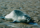 Animals: Seals - Vintage Photograph