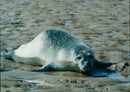 Animals: Seals - Vintage Photograph