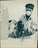 Animals: Seals - Vintage Photograph