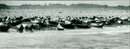 Animals: Seals - Vintage Photograph