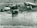 Animals: Seals - Vintage Photograph