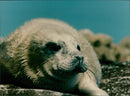 Animals: Seals - Vintage Photograph