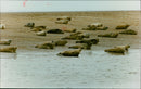 Animals: Seals - Vintage Photograph