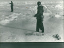 Animals: Seals - Vintage Photograph