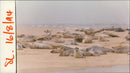 Animals: Seals - Vintage Photograph
