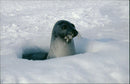 Animals: Seals - Vintage Photograph