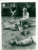 Animals: Seals - Vintage Photograph