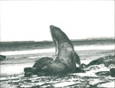 Animals: Seals - Vintage Photograph