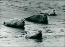 Animals: Seals - Vintage Photograph