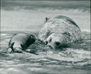 Animals: Seals - Vintage Photograph