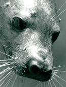 Animals: Seals - Vintage Photograph