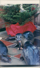 Animals: Seals - Vintage Photograph