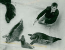 Animals: Seals - Vintage Photograph