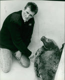 Animals: Seals - Vintage Photograph