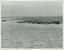 Animals: Seals - Vintage Photograph