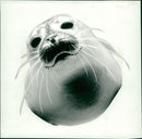 Animals: Seals - Vintage Photograph