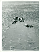 Animals: Seals - Vintage Photograph