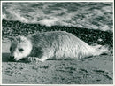 Animals: Seals - Vintage Photograph