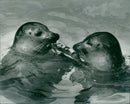 Animals: Seals - Vintage Photograph