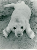 Animals: Seals - Vintage Photograph