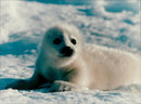 Animals: Seals - Vintage Photograph