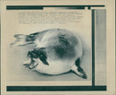 Animals: Seals - Vintage Photograph