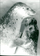 Animals: Seals - Vintage Photograph
