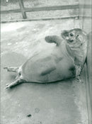 Animals: Seals - Vintage Photograph