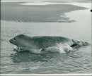 Animals: Seals - Vintage Photograph