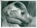 Animals: Seals - Vintage Photograph