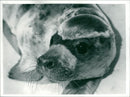 Animals: Seals - Vintage Photograph