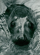 Animals: Seals - Vintage Photograph