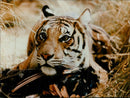 Indian Tiger - Vintage Photograph