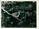 Birds: Sparrow - Vintage Photograph