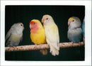 Birds: Love Birds - Vintage Photograph