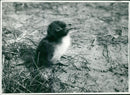 Birds: Common Tern Chick - Vintage Photograph