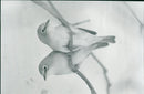 HERONERY BIRDS - Vintage Photograph