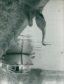 THE HERON - Vintage Photograph