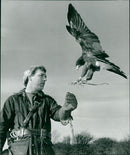 HAWK - Vintage Photograph