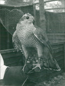 BIRDS - Vintage Photograph