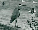 A LONE HERON ON THE RIVER BANK OPPOSITE THE INN - Vintage Photograph