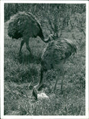 Rheas - Vintage Photograph