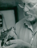 Ruff - Vintage Photograph