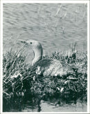 red throated - Vintage Photograph